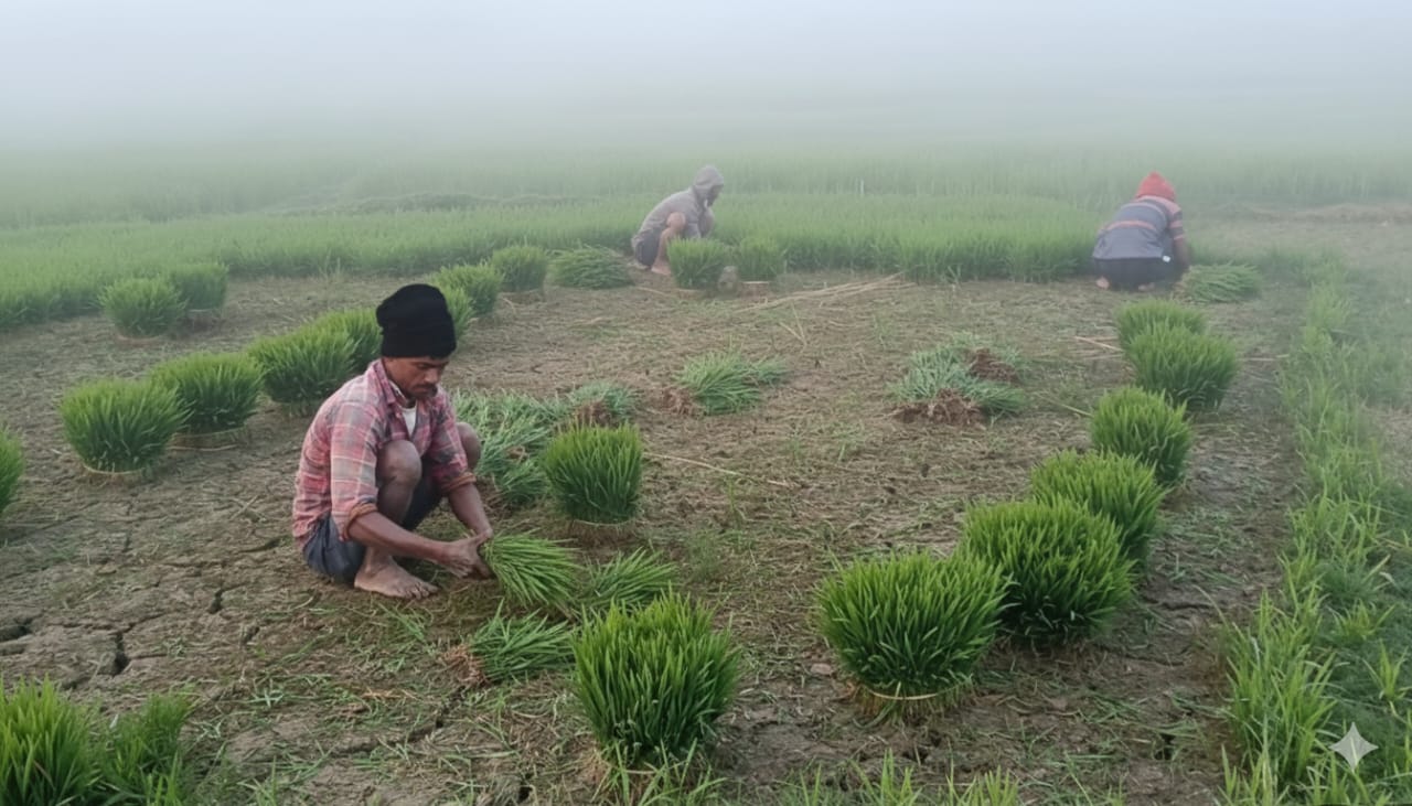 ​হাড়কাঁপানো শীত উপেক্ষা করে শাল্লার হাওড়ে বোরো আবাদে ব্যস্ত কৃষক