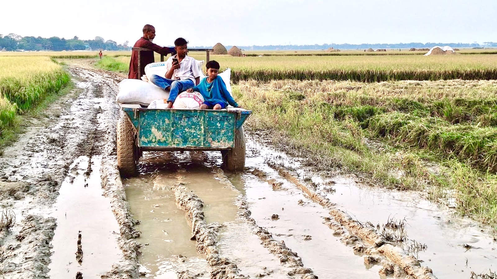 ​অতিভারী বৃষ্টিপাতের পূর্বাভাস: হাওরের মাঠভরা ধান নিয়ে দুশ্চিন্তায় শাল্লার কৃষক