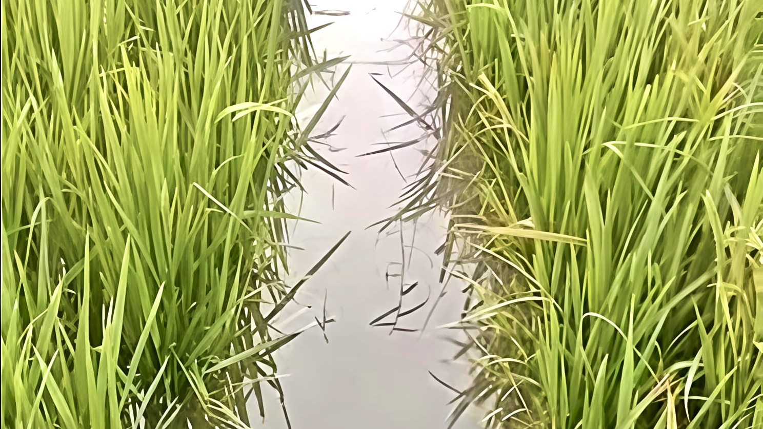 হাওর রক্ষায় চাই স্থায়ী মহাপরিকল্পনা: সাময়িক মেরামত বনাম দীর্ঘমেয়াদী সমাধান