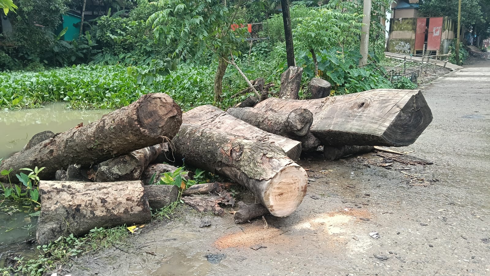 বিধিমালা তোয়াক্কা না করে স্কুলের লাখ টাকার গাছ কাটলেন প্রধান শিক্ষক